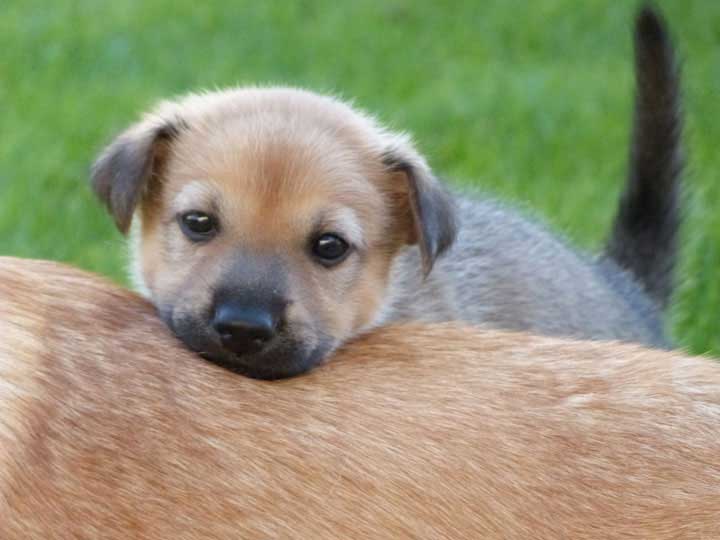 chinook dog